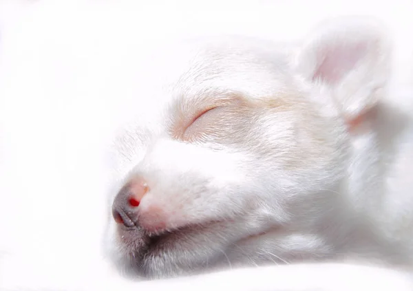 Cachorrinho Chihuahua Branco Sonolento Bonito — Fotografia de Stock