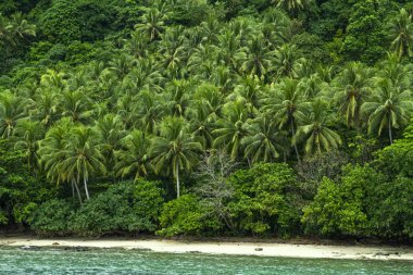 Güzel cennette hindistan cevizi ağacı lots