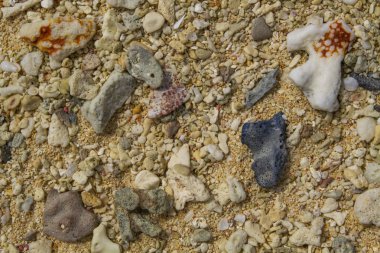 Sahilde kırık mercan