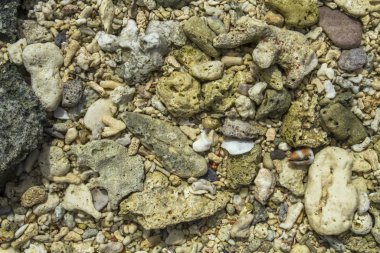 Sahilde kırık mercan