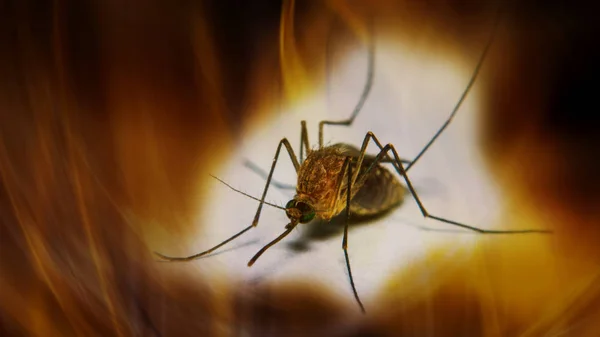 Évitez Les Moustiques Démangeaisons Irritantes Les Maladies Transmises Par Les — Photo