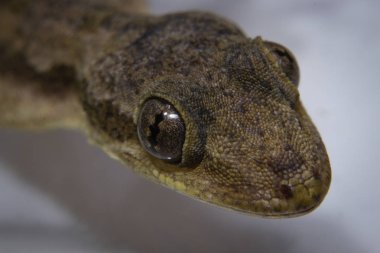 Bir ev gecko closeup resim