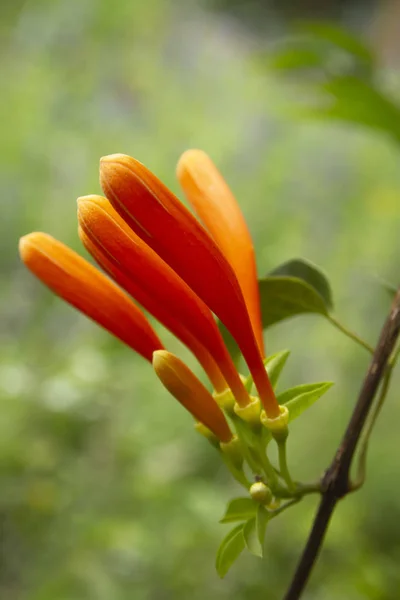 Trumpet bush climbing plant with orange flowers in a garden