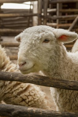 Çiftlikte koyun yakın çekim resmi