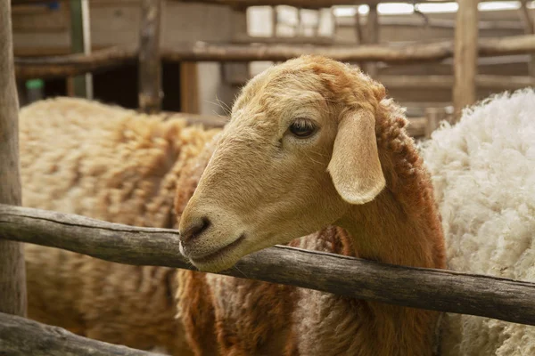 Овцы Ферме Крупным Планом — стоковое фото