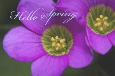 Açıklama merhaba Bahar ile Çiçek