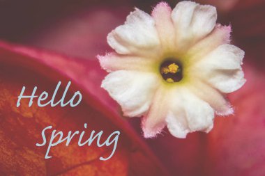 Açıklama merhaba Bahar ile Çiçek