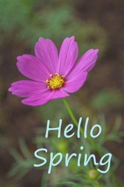 Açıklama merhaba Bahar ile Çiçek
