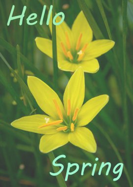 Açıklama merhaba Bahar ile Çiçek