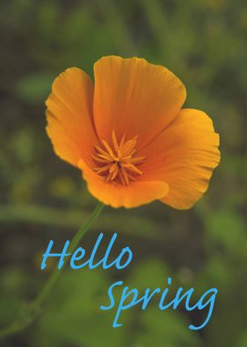 Açıklama merhaba Bahar ile Çiçek