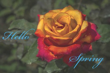 Açıklama merhaba Bahar ile Çiçek