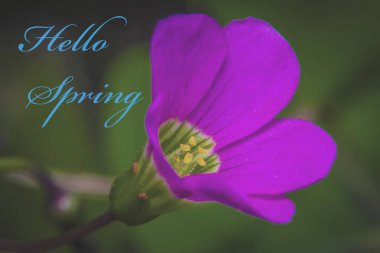Açıklama merhaba Bahar ile Çiçek
