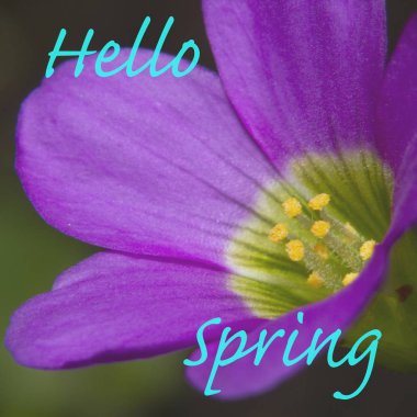 Açıklama merhaba Bahar ile Çiçek