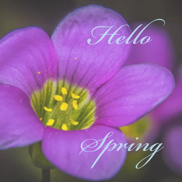 Blume Mit Beschreibung Hallo Frühling — Stockfoto