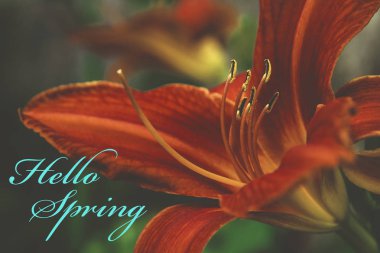 Açıklama merhaba Bahar ile Çiçek