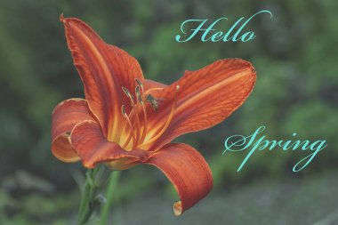 Açıklama merhaba Bahar ile Çiçek