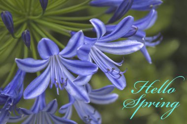 Açıklama merhaba Bahar ile Çiçek