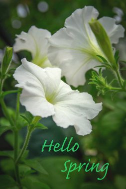 Açıklama merhaba Bahar ile Çiçek
