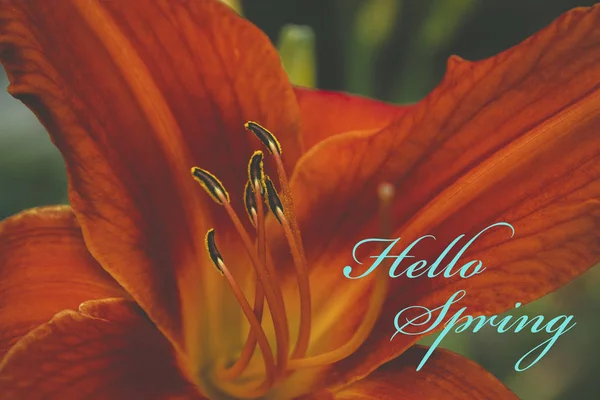 Fiore Con Descrizione Hello Spring — Foto Stock