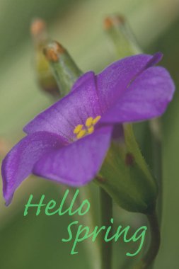 Açıklama merhaba Bahar ile Çiçek