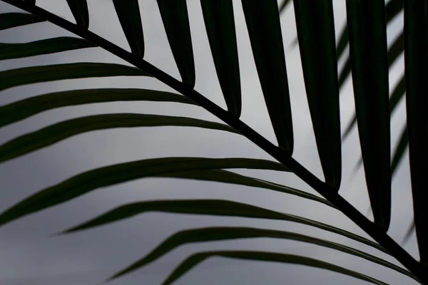 Silhouette Close Picture Exotic Areca Palm Plant Leaves — Stock Photo, Image