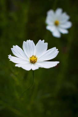 White cosmea flowers close-up picture clipart