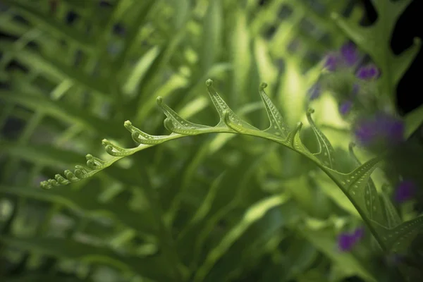 Única Planta Hojas Rizadas Verdes —  Fotos de Stock