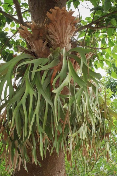 Staghorn eğreltiotu veya elkhorn eğreltiotu, Platycerium bifurcatum
