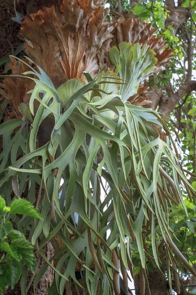 Helechos Staghorn Helechos Elkhorn Platycerium Bifurcatum —  Fotos de Stock