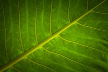  Fil kulakları yaprak yakın çekim resim, Colocasia yaprakları