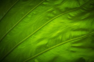  Fil kulakları yaprak yakın çekim resim, Colocasia yaprakları