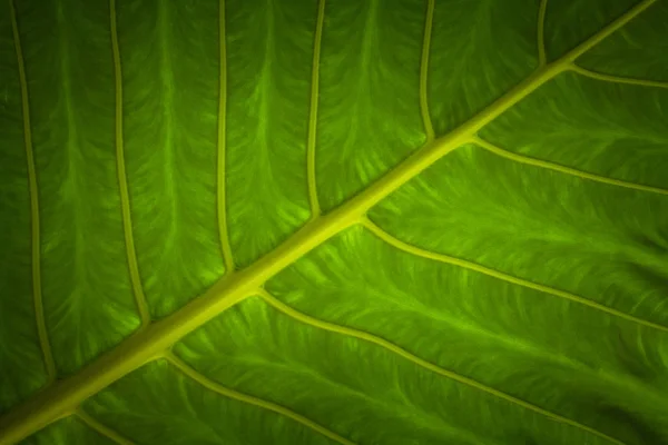 Sloní Uši Listový Obrázek Zblízka Colocasia Odchází — Stock fotografie