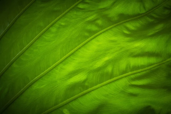 Sloní Uši Listový Obrázek Zblízka Colocasia Odchází — Stock fotografie