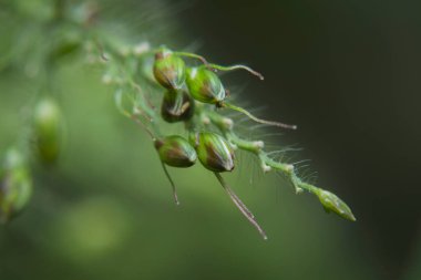 Makro çekimler çimen tohumu ucunu yakınlaştırır 
