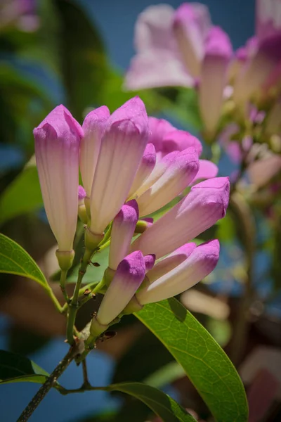 Germogli Fiori Viola Rosa Arrampicata Piante Fiorite — Foto Stock