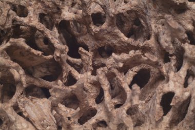 Makro, tahtakurularının oluşturduğu hasarlı kerestenin içindeki delikleri ve tünelleri vurdu.