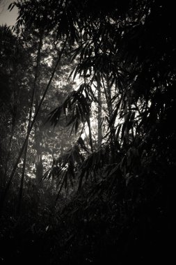 Siyah beyaz bambu bitkilerinin siluetli doğal güzelliği.