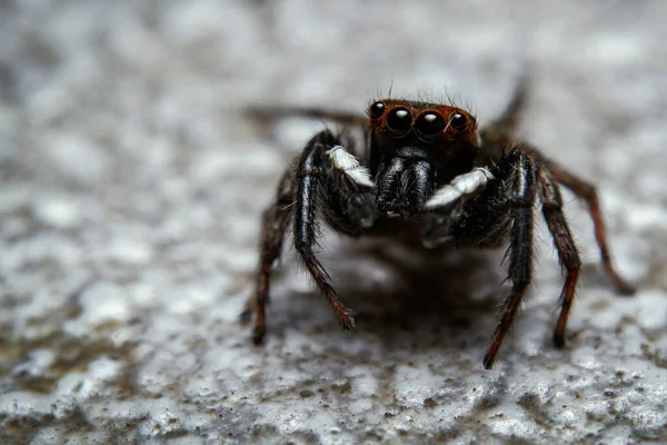 Super Makro Shot Skaczący Pająk Sekundę Przed Skokiem Mojego Aparatu — Zdjęcie stockowe