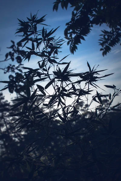 Beauté Naturelle Silhouettée Des Plantes Bambou Dans Une Vue Sombre — Photo