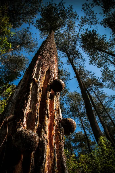 Regardant Vers Haut Vers Les Pins Récolte Merks Pin Pinus — Photo