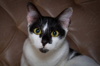 Kameraya bakan sevimli, meraklı, siyah beyaz bir kedi.