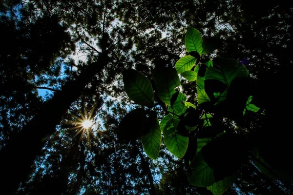 Levant Les Yeux Vers Silhouette Beauté Naturelle Des Pins — Photo