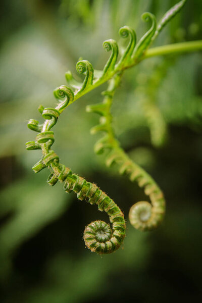 Closeup curls fern leaves