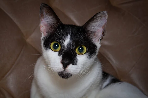 Миле Допитливе Обличчя Чорно Білий Кіт Дивиться Вгору Камери — стокове фото