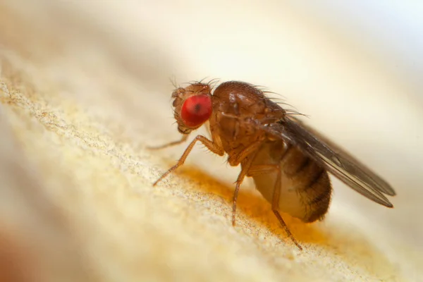 Super Macro Shot Kleine Fruitvliegen Top Van Een Bananenschil — Stockfoto