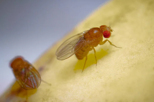 Super macro shot tiny fruit flies on the top of a banana skin