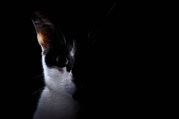 暗室で半顔の黒と白の猫 — ストック写真