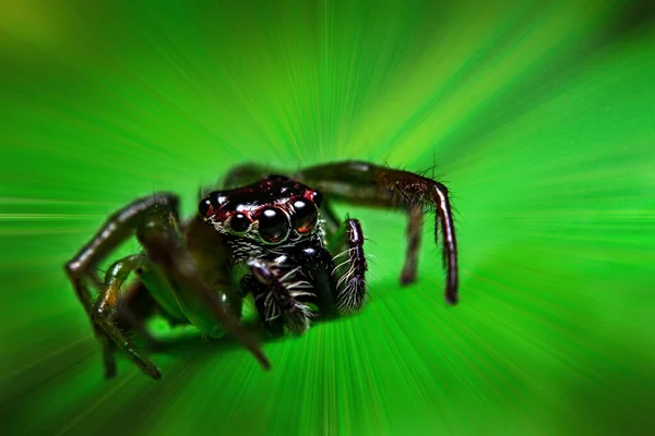 Super Makro Střílelo Malého Skákajícího Pavouka — Stock fotografie