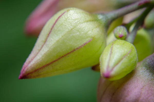 Macro Shots Group Flower Buds — Stock Photo, Image
