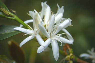 Yakın plan kahve çekirdekleri ağaçta. 